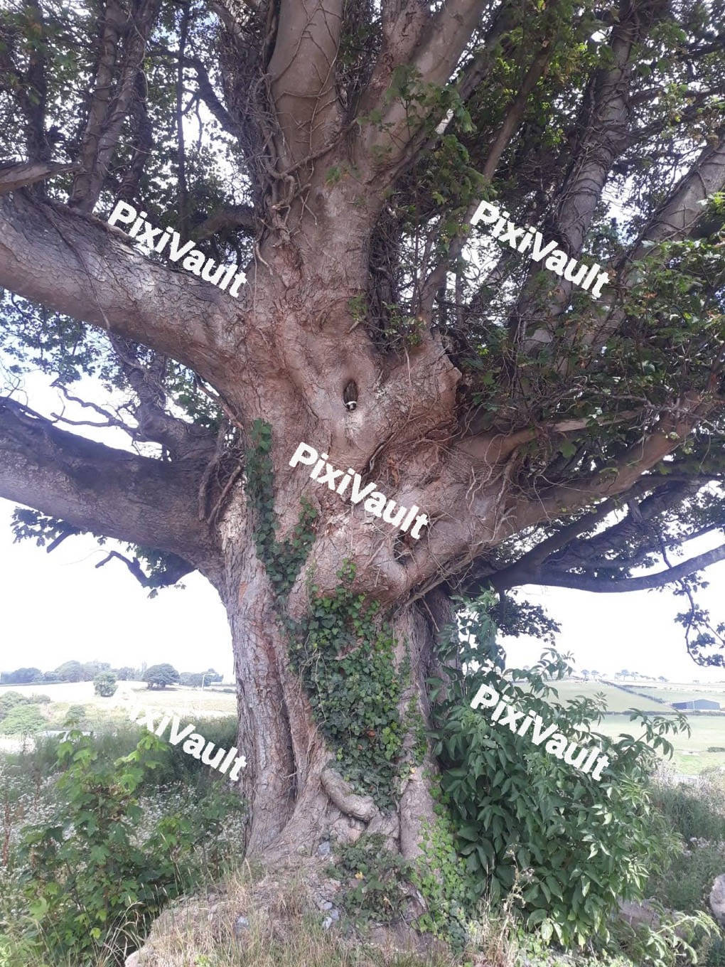 Large Tree